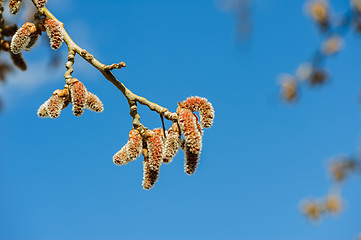 Image showing Catkins at Alder Tree