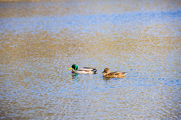 Image showing two ducks on the water