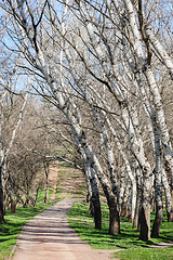 Image showing Early spring in forest