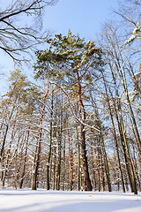 Image showing snowy winter forest