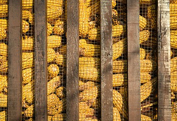 Image showing Large group of industrial corn