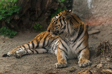 Image showing Tiger sitting in the zoo