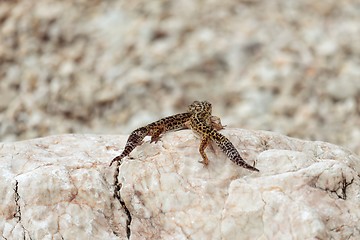 Image showing Gecko lizard on rocks 