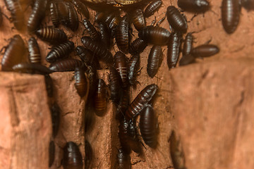 Image showing Close up of cockroach