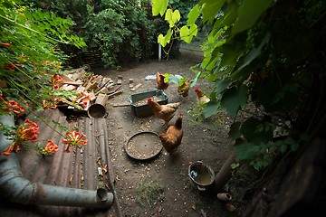 Image showing Chickens in the poultry yard eating 