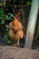 Image showing Chickens in the poultry yard eating 