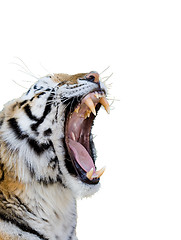 Image showing Tiger Growling