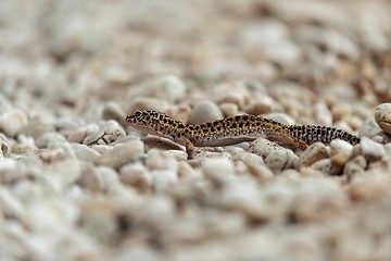 Image showing Gecko lizard on rocks 