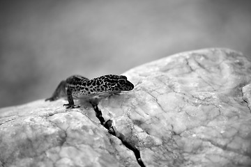 Image showing Gecko lizard on rocks 