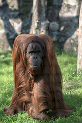 Image showing Grownup orangutan