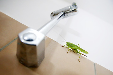 Image showing Green grasshopper on wall