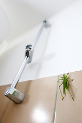 Image showing Grasshopper in bathroom