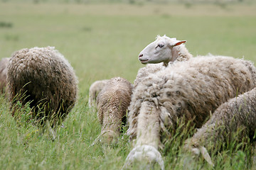 Image showing Close up of cattle flock on meadow