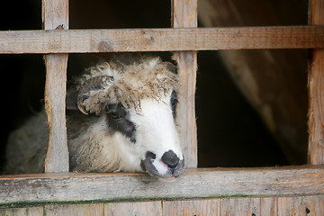 Image showing Close up of ram in wooden stable