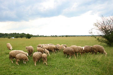 Image showing Flock of sheep on meadow