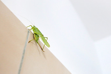 Image showing Grasshopper on wall close up