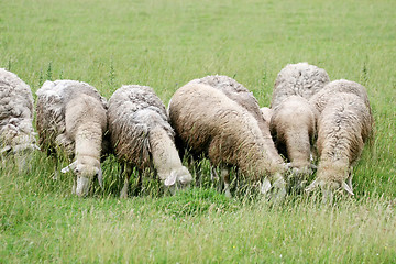 Image showing Close up of cattle flock eating grass