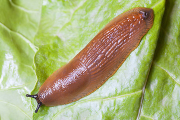 Image showing Close up of slug on green leaves