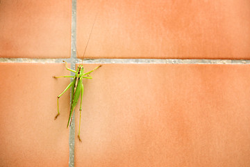 Image showing Close up of grasshopper on bathroom wall