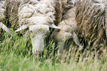 Image showing Close up of sheep eating grass