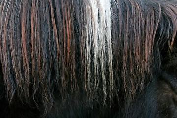 Image showing Close up of horsehair