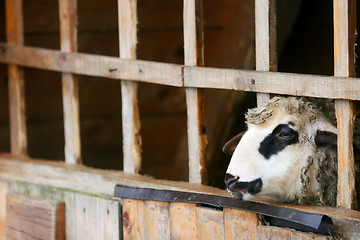 Image showing Sheep in captivity