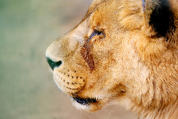 Image showing Close up of lion head