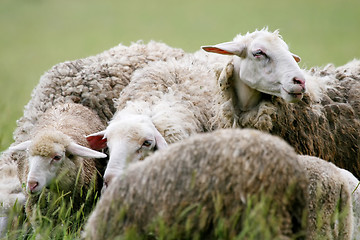 Image showing Close up of sheep in flock on meadow