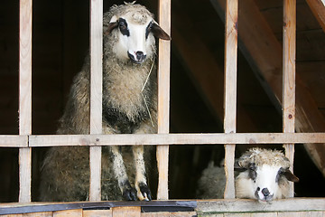 Image showing Close up of sheep in stable