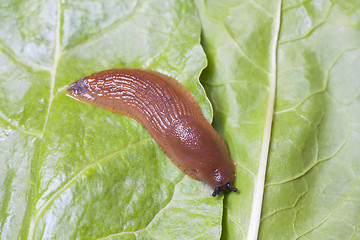 Image showing Birds eye view of slug on leaves