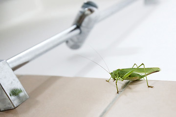 Image showing Grasshopper on bathroom wall close up