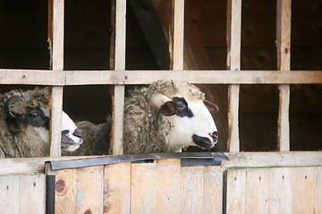 Image showing Close up of sheep in stall