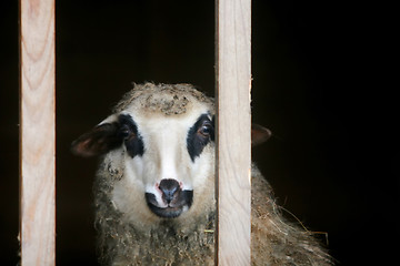 Image showing Sheep in wooden farm stable