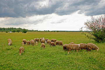 Image showing Cattle graze on meadow