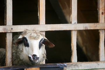 Image showing Close up of sheep in farm stable