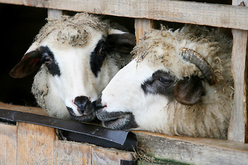 Image showing Close up of sheep locked up in wooden stall