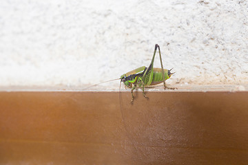 Image showing Grasshopper on wall