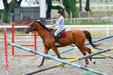 Image showing Horse training