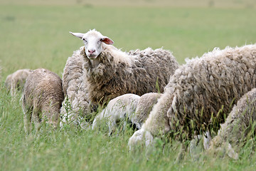 Image showing Close up of cattle flock