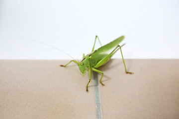 Image showing Close up of grasshopper on bathroom tiles