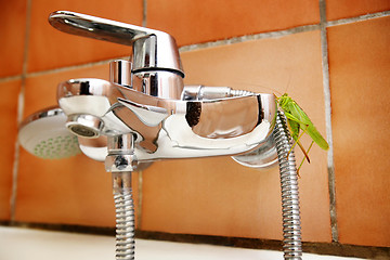 Image showing Grasshopper on bathroom shower