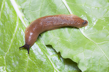 Image showing Close up of slug on leaves