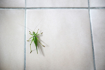 Image showing Grasshopper on bathroom tiles