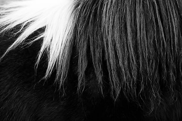 Image showing Horsehair black and white