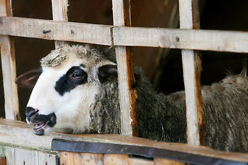 Image showing Sheep in wooden stable