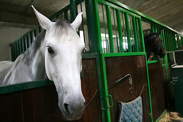 Image showing Horses in stable