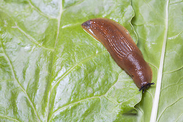 Image showing Birds eye view of slug on green leaves