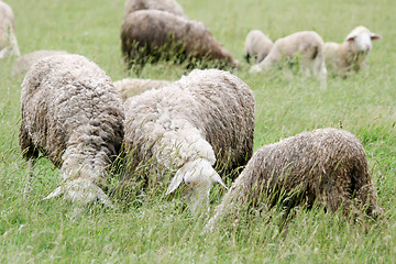 Image showing Close up of sheep flock on meadow