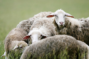 Image showing Close up of sheep in flock