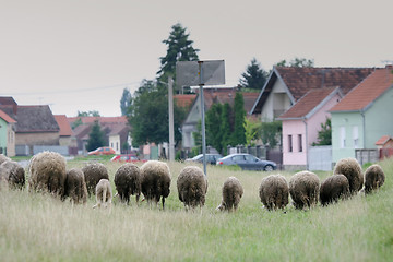Image showing Flock of sheep on meadow in village